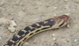 花 蛇在线观看,一场视觉与情感的盛宴